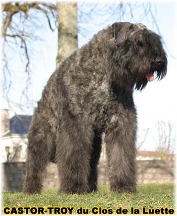 bouvier des flandres du clos de la luette - copyright déposé